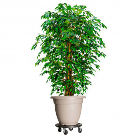 Plant Trolley Black Polypropylene, Steel Rotatable Plan...