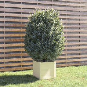 Planter White Solid pinewood 15.7 x 15.7 x 15.7 in Plan...